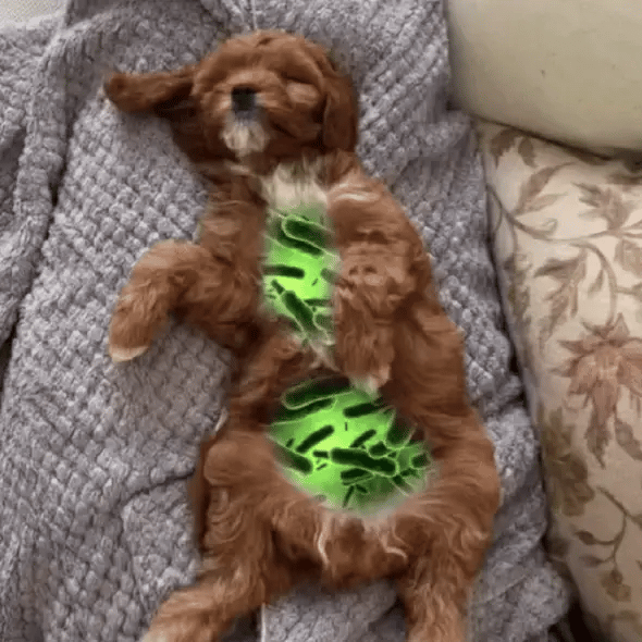 Chien exposé aux parasites