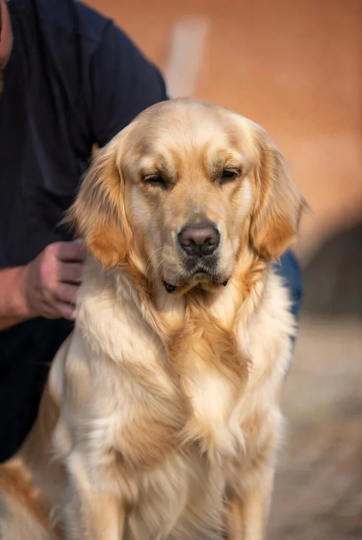 Chien avant Génevra